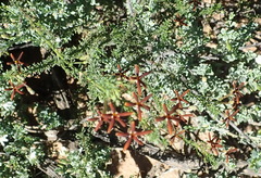 Jamesbrittenia atropurpurea