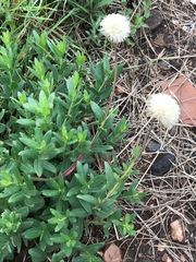 Pseudopegolettia tenella