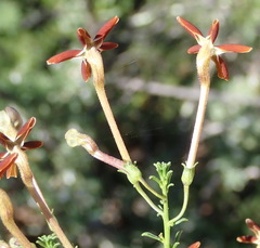 Jamesbrittenia atropurpurea