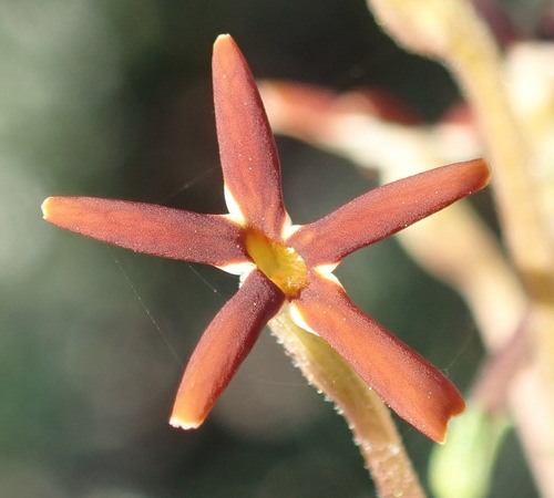 Image of Jamesbrittenia atropurpurea by (c) Nicola van Berkel, some rights reserved (CC BY-SA)