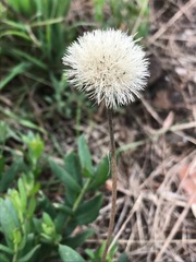 Pseudopegolettia tenella