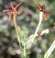 Jamesbrittenia atropurpurea