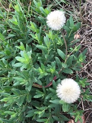 Pseudopegolettia tenella