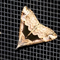 Hypena gonospilalis
