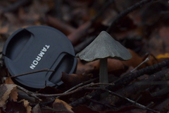 Entoloma canoconicum