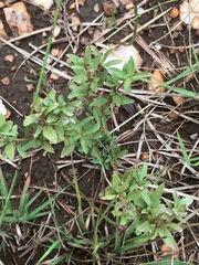 Dyschoriste setigera