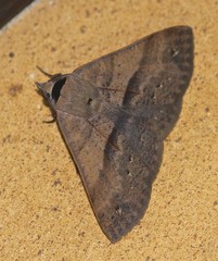 Ophyx eurrhoa