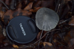 Entoloma canoconicum
