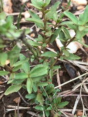 Dyschoriste setigera