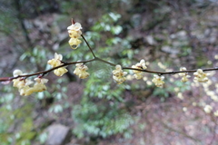 Litsea cubeba
