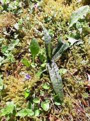 Dactylorhiza maculata