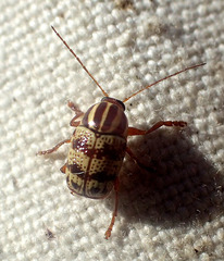 Cryptocephalus castaneus