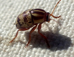 Cryptocephalus castaneus