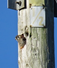 Falco sparverius paulus