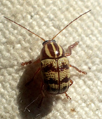 Cryptocephalus castaneus