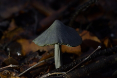 Entoloma canoconicum