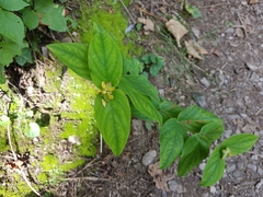 Hypericum androsaemum