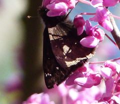 Erynnis juvenalis juvenalis