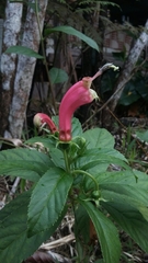 Centropogon cornutus