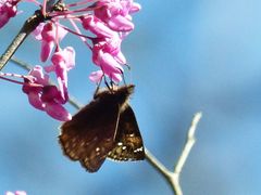 Erynnis juvenalis juvenalis