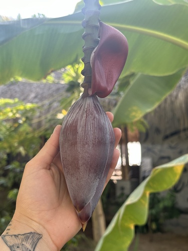Bananas (Musa spp)