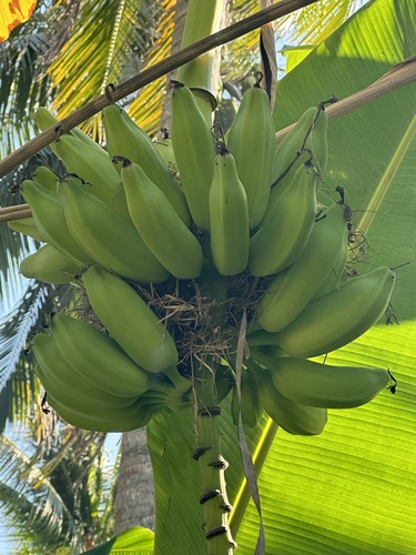 Plátano (Musa × paradisiaca)