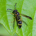 Ants, Bees, Wasps, and Sawflies - Photo (c) Noel Pennington, some rights reserved (CC BY-NC), uploaded by Noel Pennington