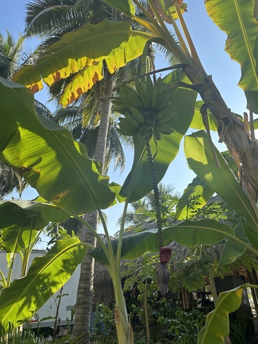 Plátano (Musa × paradisiaca)