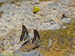 Graphium evemon