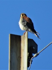 Falco sparverius paulus