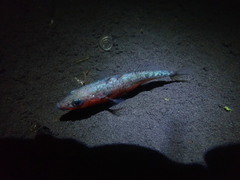 Gasterosteus aculeatus