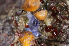 Asterocarpa coerulea