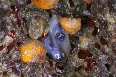 Asterocarpa coerulea