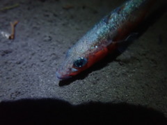 Gasterosteus aculeatus