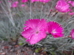 Dianthus gratianopolitanus