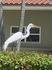 Ardea alba
