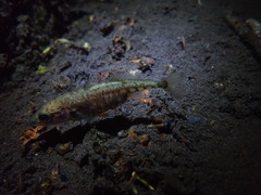 Gasterosteus aculeatus