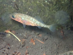 Gasterosteus aculeatus