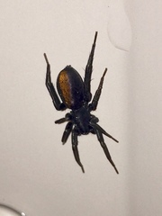 Castianeira descripta