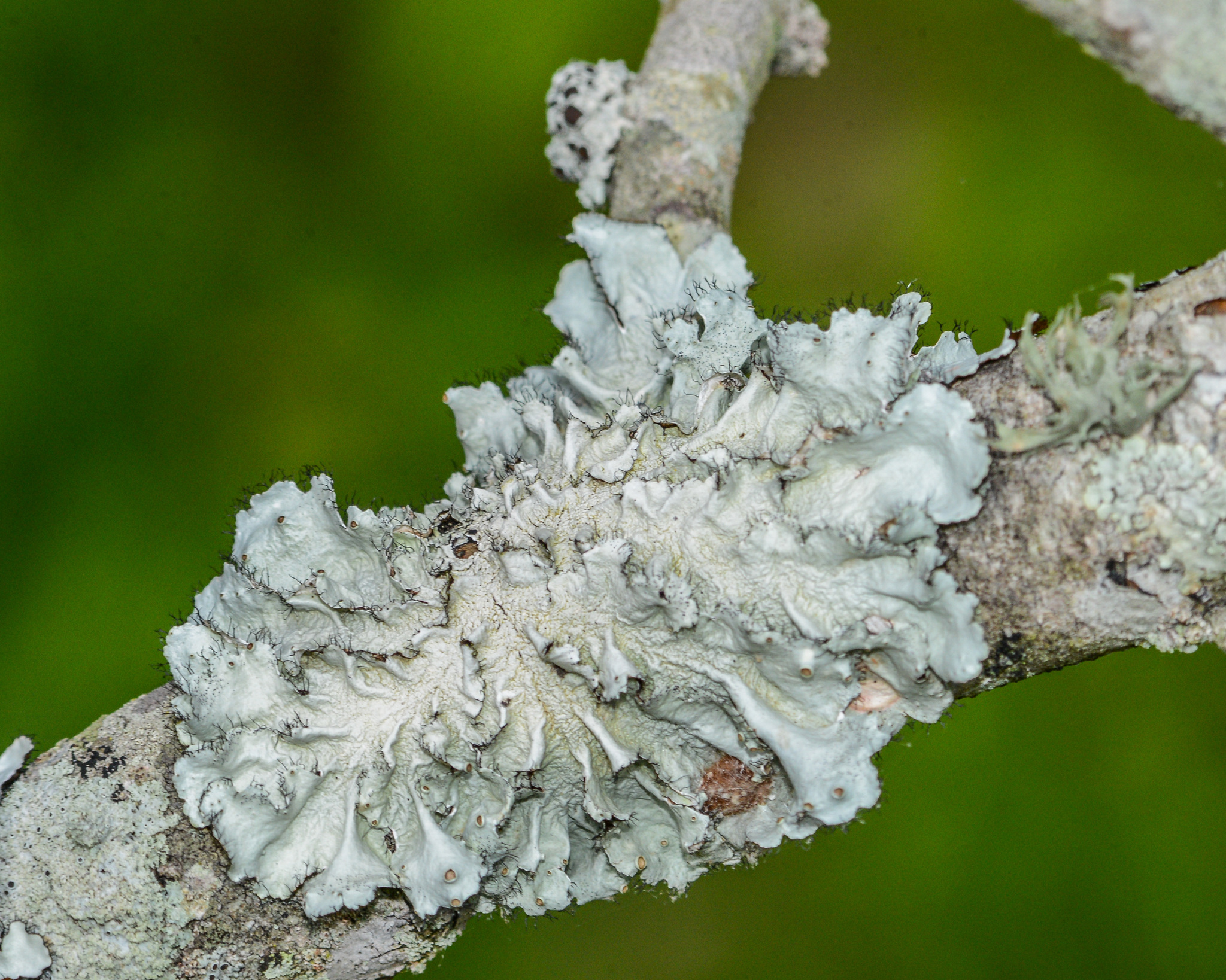 Flavoparmelia caperata image