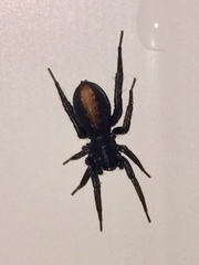 Castianeira descripta