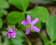 Ionoxalis