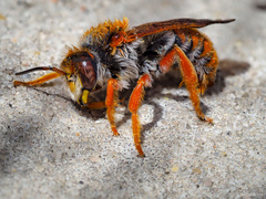 Rhodanthidium sticticum