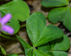 Ionoxalis