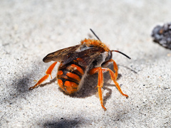 Rhodanthidium sticticum