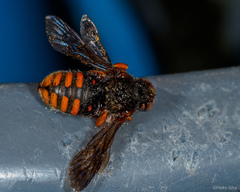 Rhodanthidium sticticum