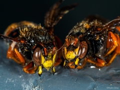 Rhodanthidium sticticum