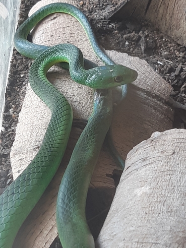 Photo of a Natal Green Snake (Philothamnus natalensis)