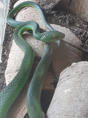 Philothamnus natalensis