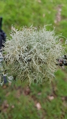 Usnea cornuta